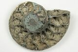 Cut & Polished, Pyritized Ammonite Fossil - Russia #198336-2